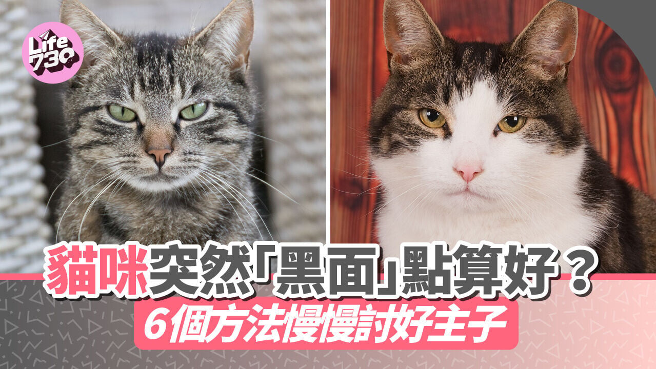 貓咪突然「黑面」點算好？6個方法慢慢討好主子