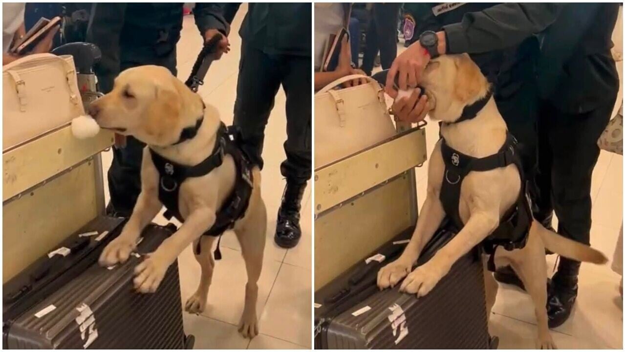 機場貪玩搜索犬忍唔住想搶旅客掛飾，領犬員尷尬拉開。(FB)