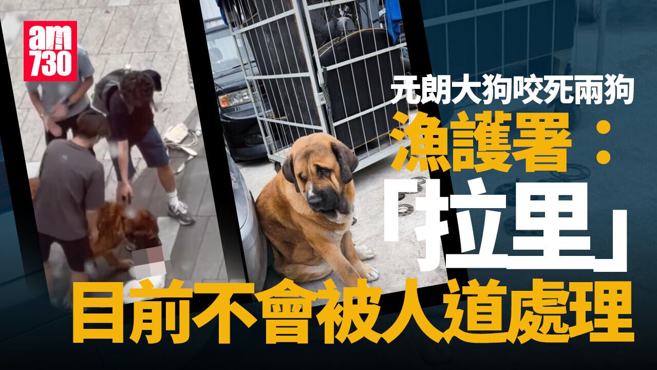 元朗狗咬狗｜漁護署：大狗「拉里」目前不會被人道處理