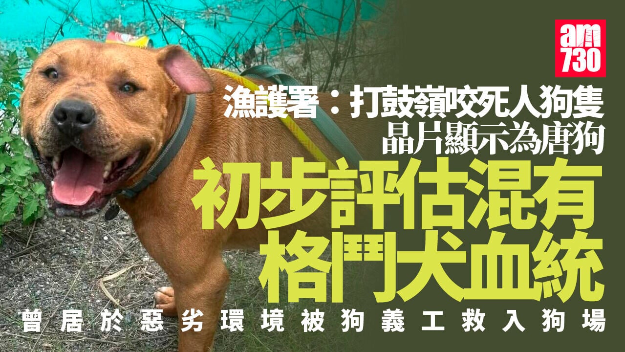 打鼓嶺狗咬死人｜漁護署：涉事狗隻晶片顯示為唐狗　但初步評估混有格鬥犬血統