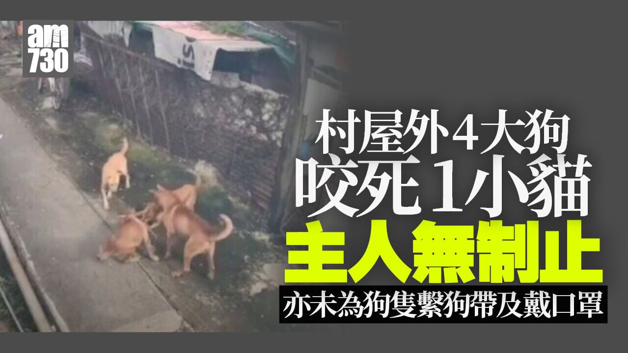 天眼直擊｜上水天平山村4狗咬死1貓 網民稱狗主在場無阻止盼尋公道