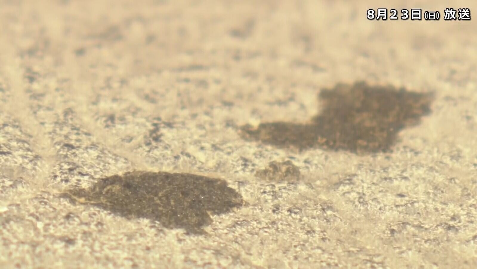 無色透明甘油被潑灑到日本奈良世界遺產藥師寺「佛足石」上,造成1至2厘米的污漬