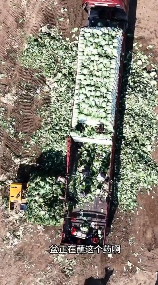 內地網絡博主「漁獵齊哥」揭發河北省張家口市康保縣被揭有收購商違規使用致癌物「甲醛溶液」灑上白菜保鮮。(影片截圖)