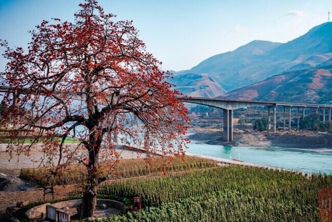 攀枝花市的市花便是攀枝花,亦即木棉花。(網上圖片)