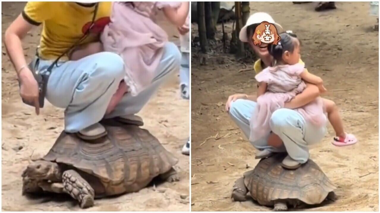 佛山遊客抱女童踩龜背，全程無職員制止捱轟。(微博)