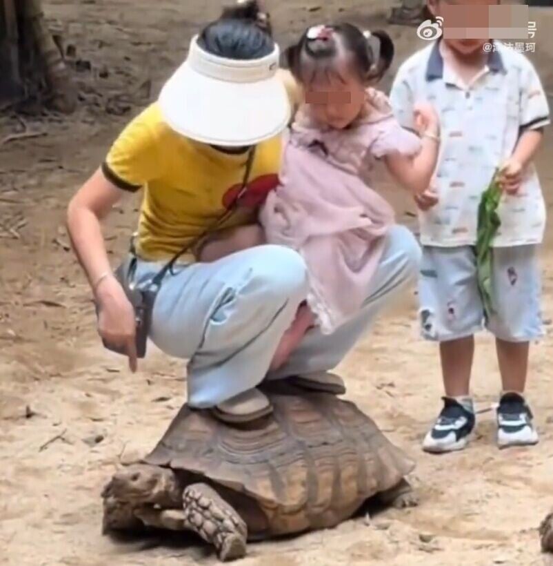 一名家長抱著孩子直接踩在烏龜背上。(微博)
