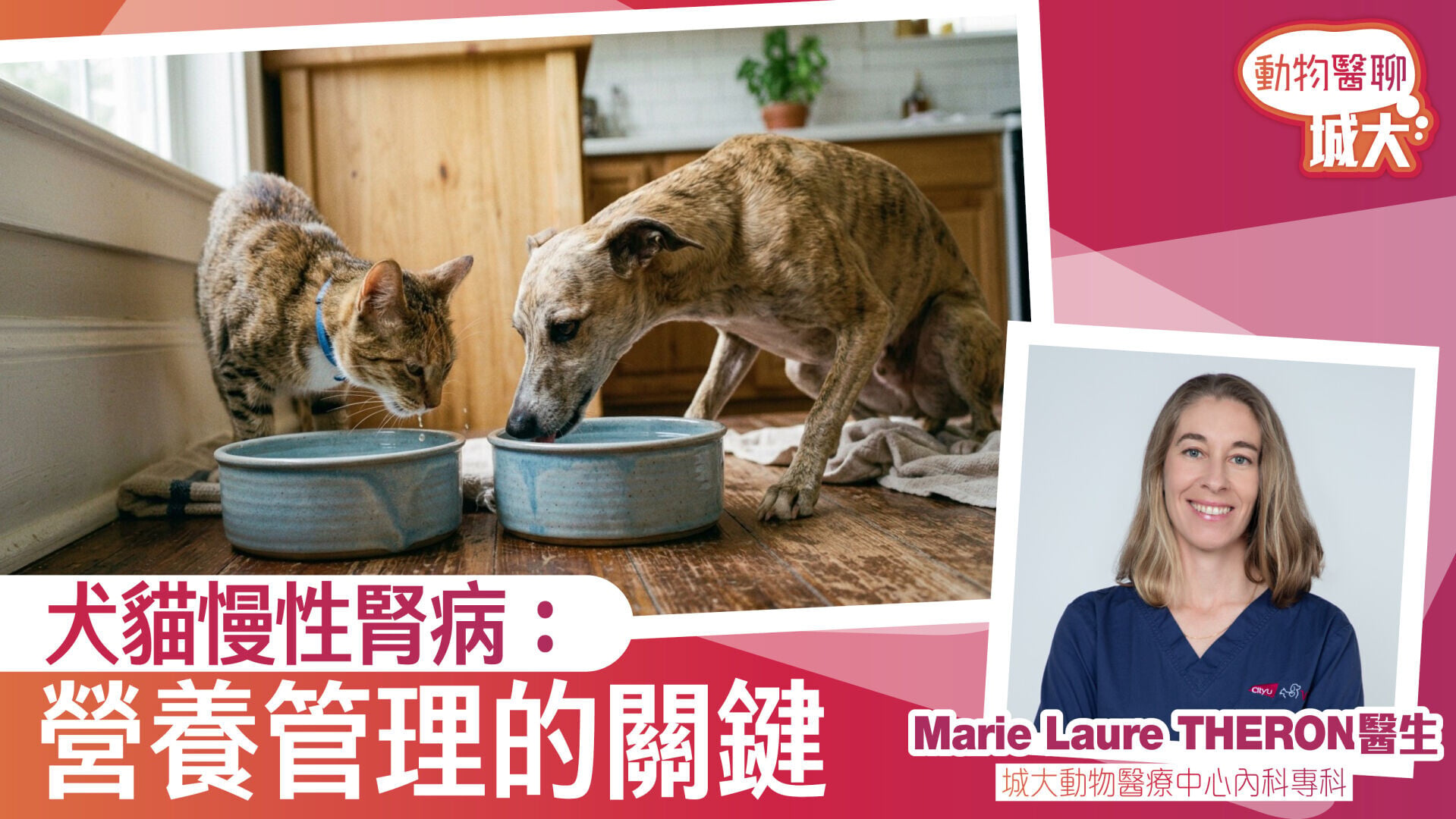 犬貓慢性腎病：營養管理的關鍵