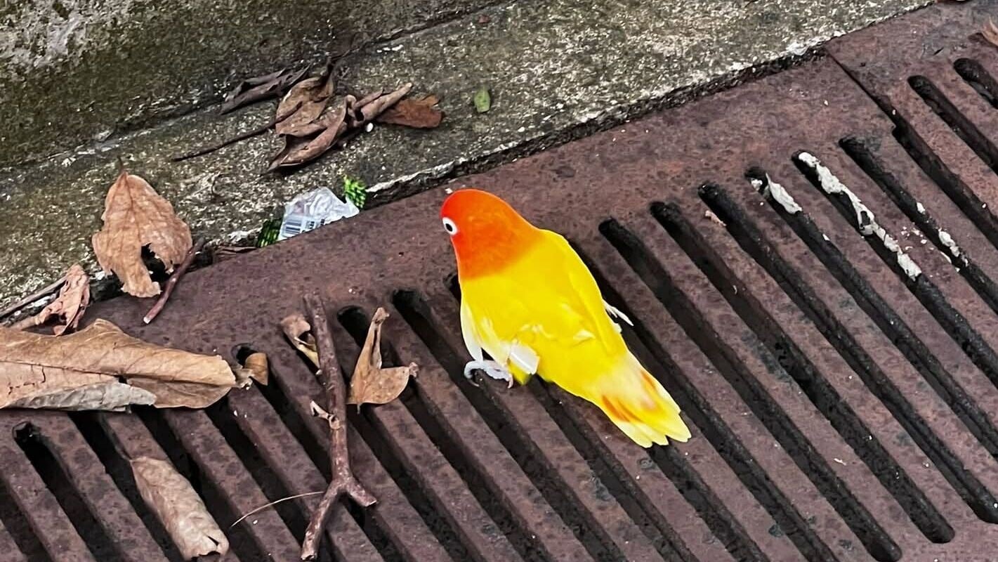 將軍澳鸚鵡疑遭剪翼，39歲主人涉殘酷對待動物被捕。(FB/將軍澳主場)