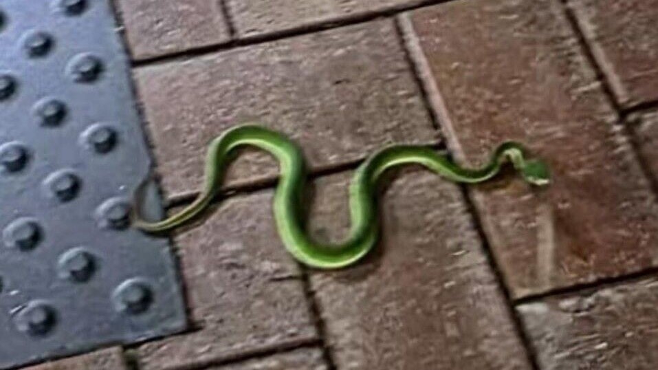港大校園驚現青竹蛇