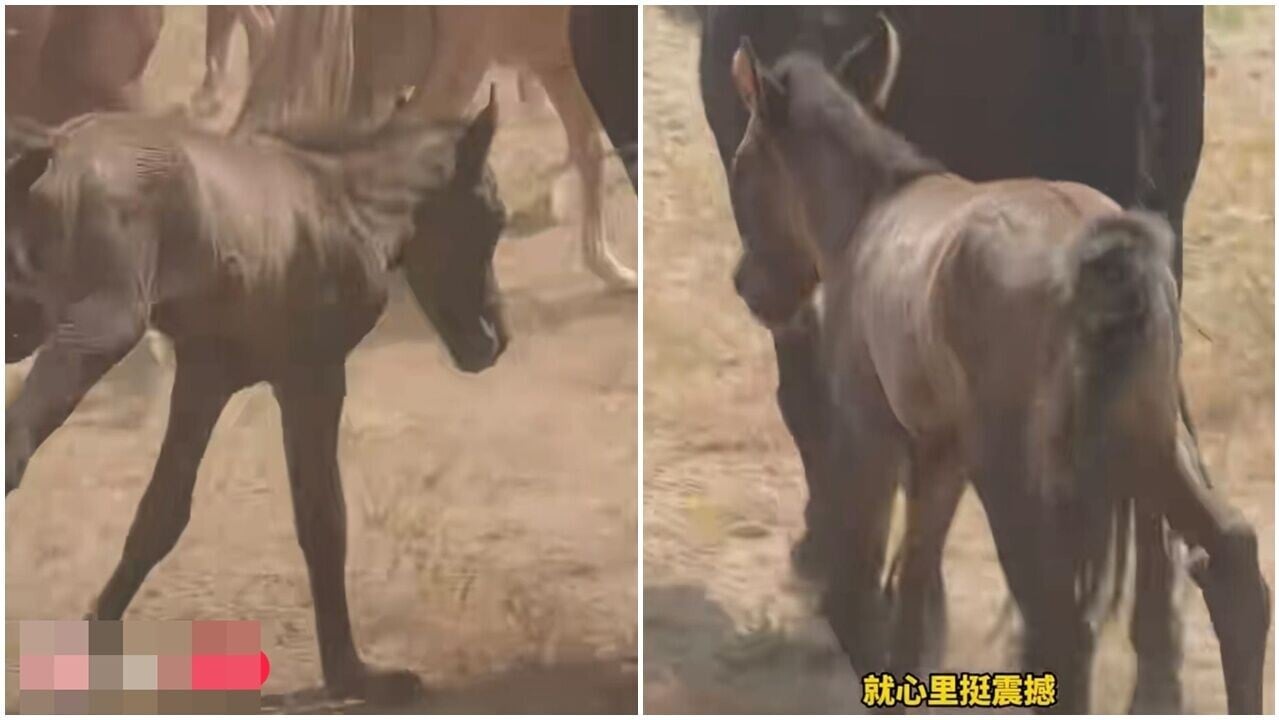 內蒙小馬出世僅7小時，即隨媽媽跑80公里轉場震撼網民。(微博)