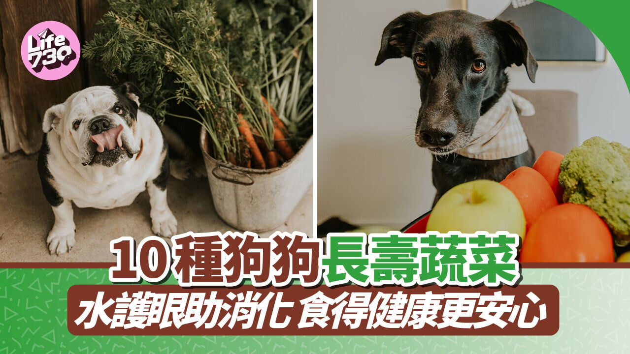 10種狗狗長壽蔬菜！補水護眼助消化 食得健康更安心