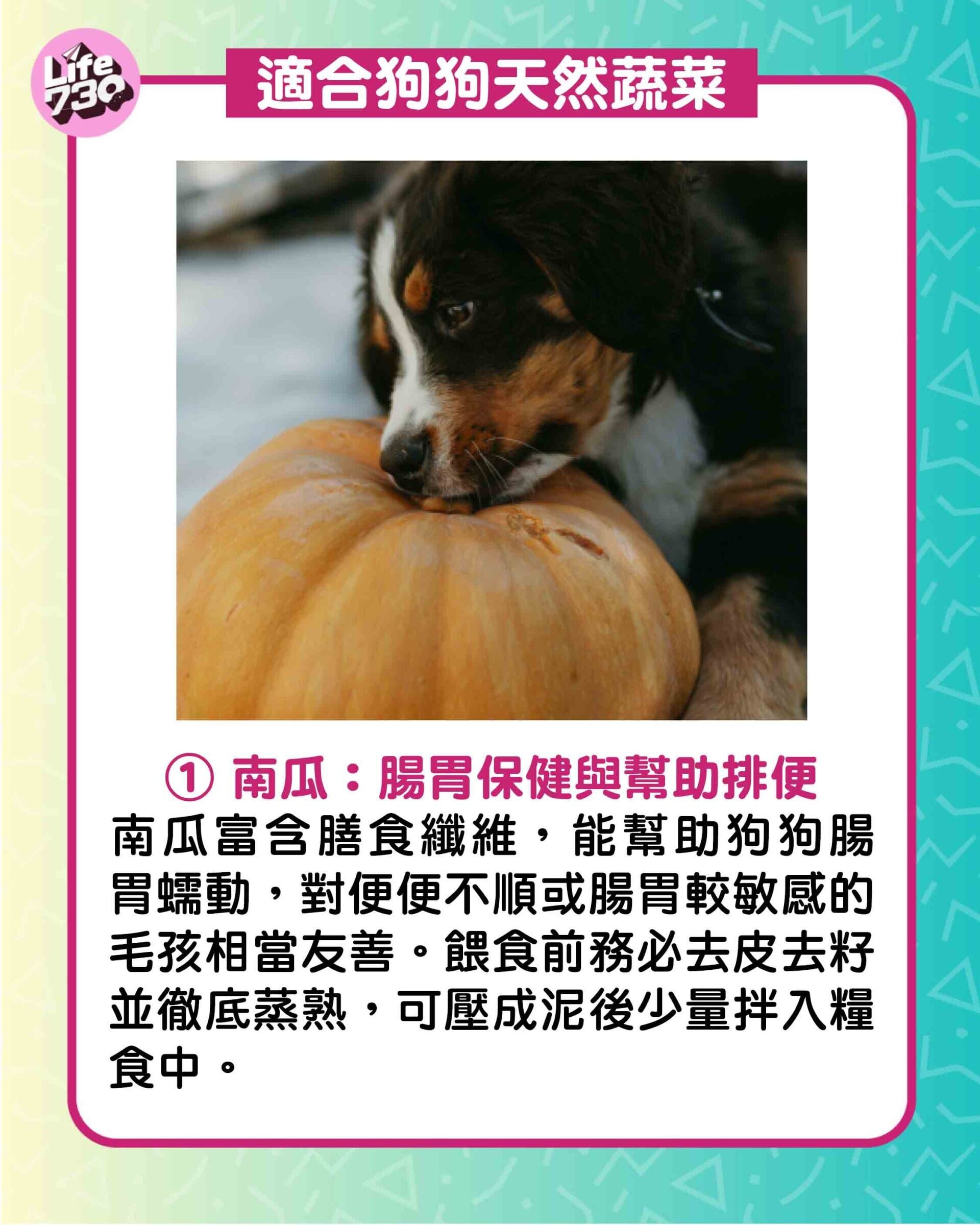 適合狗狗天然蔬菜1. 南瓜:腸胃保健與幫助排便