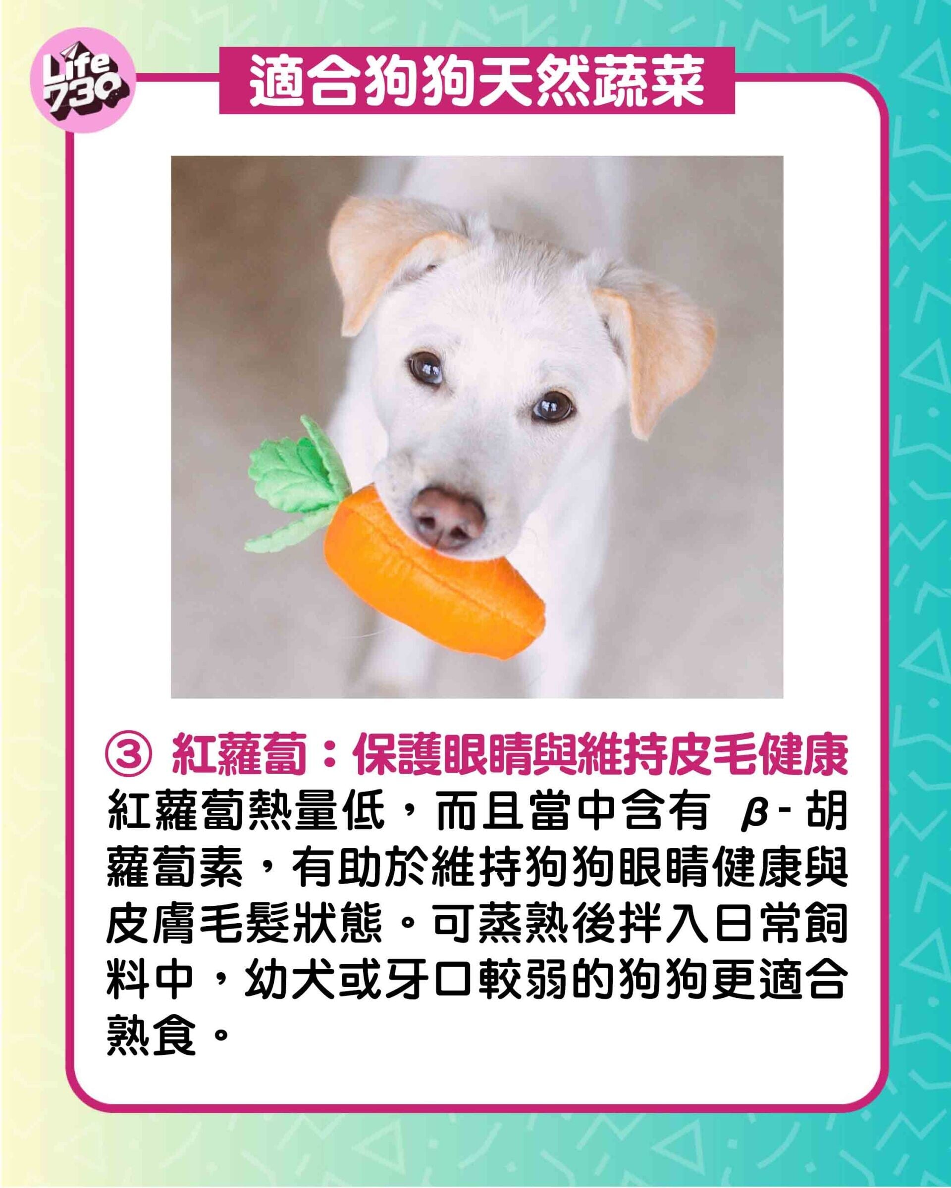 適合狗狗天然蔬菜3. 紅蘿蔔:保護眼睛與維持皮毛健康