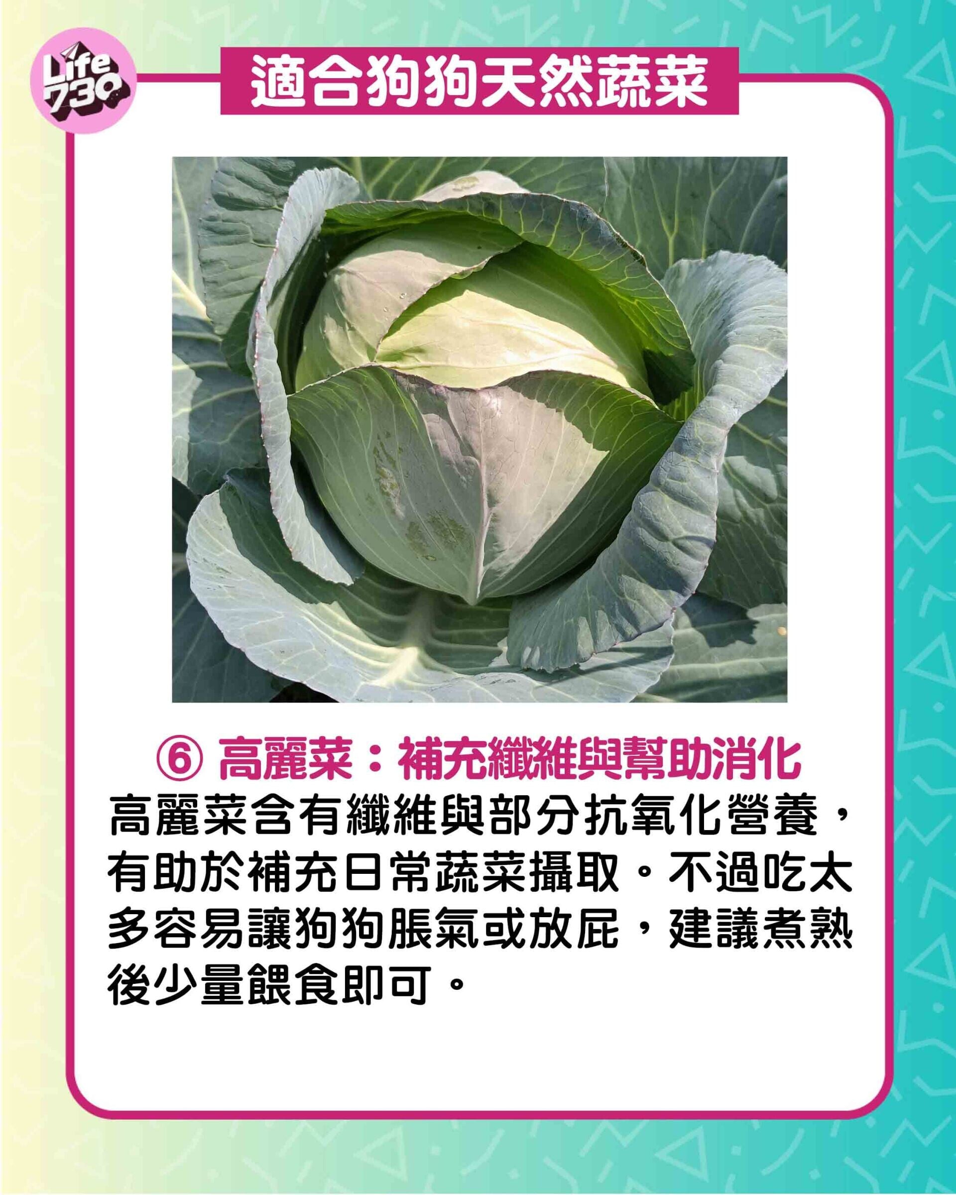適合狗狗天然蔬菜6. 高麗菜:補充纖維與幫助消化