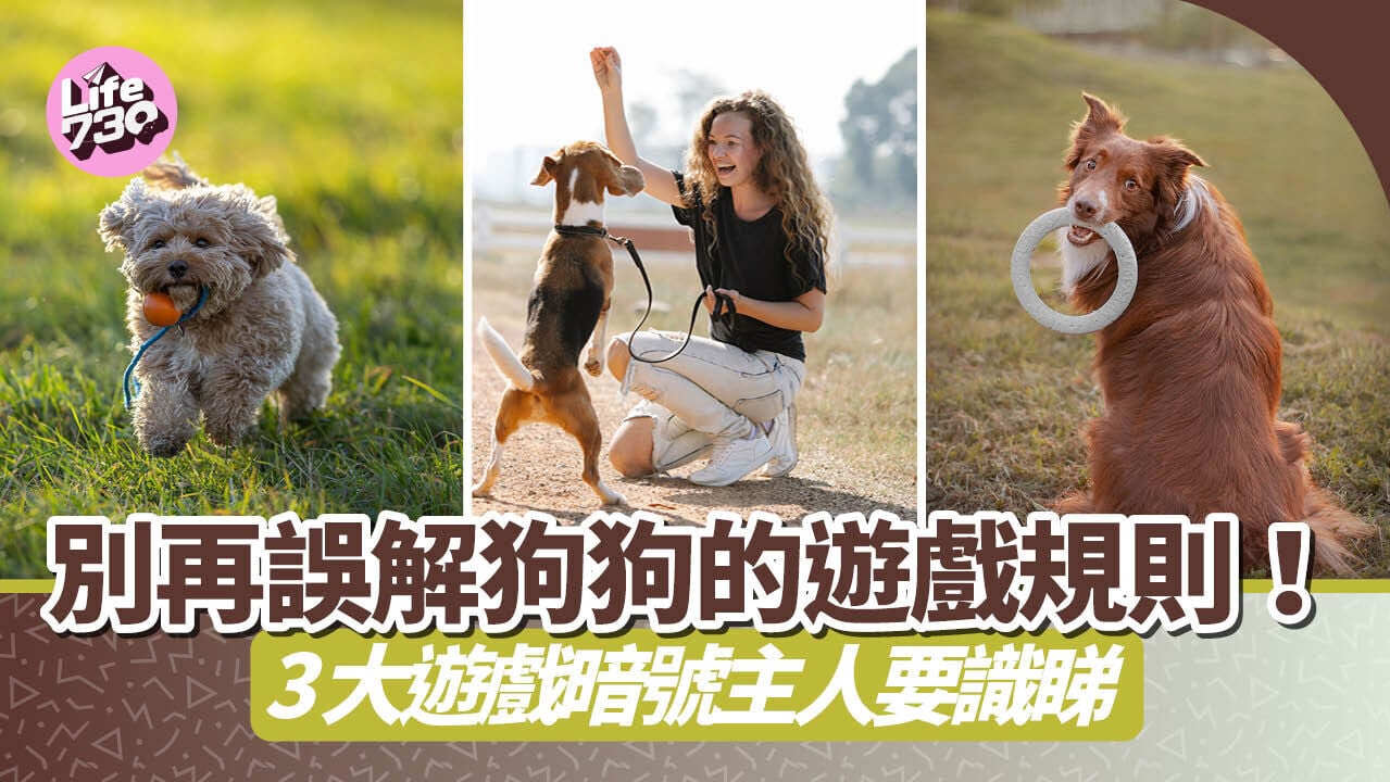 別再誤解狗狗的遊戲規則！3大遊戲暗號主人要識睇