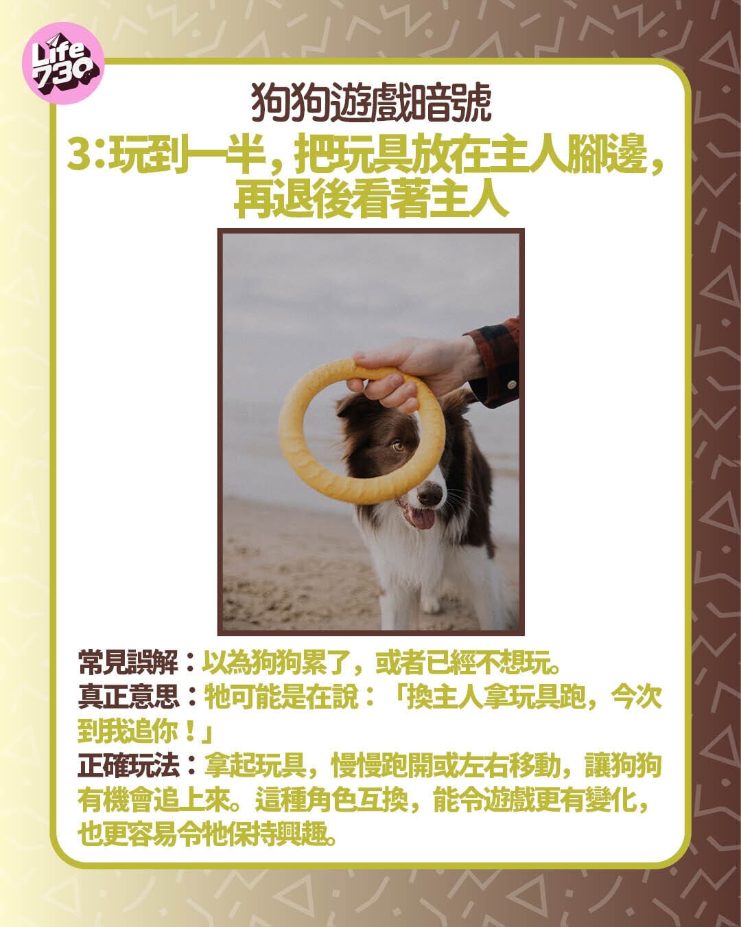 狗狗遊戲暗號3:玩到一半,把玩具放在主人腳邊,再退後看著主人