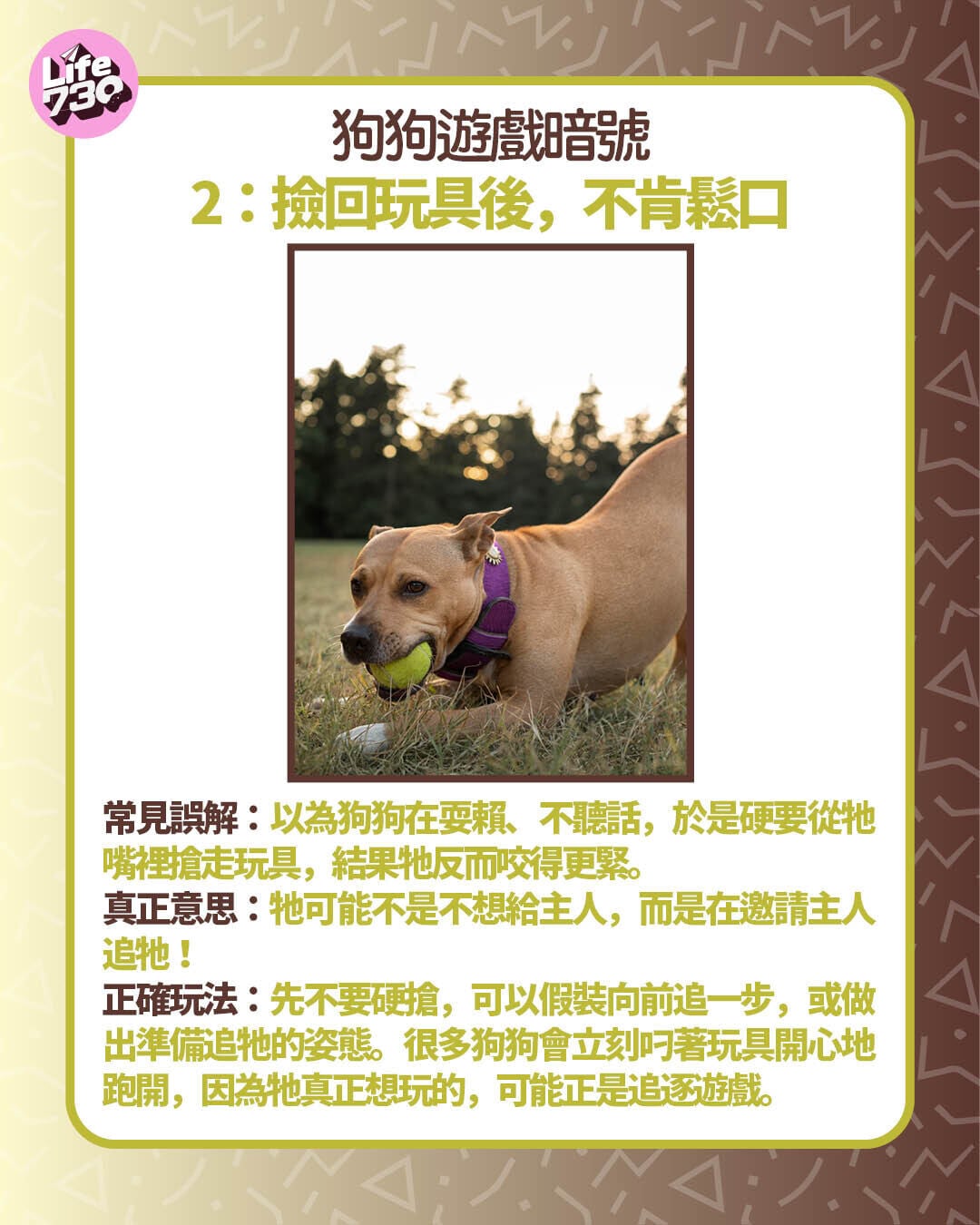狗狗遊戲暗號2:撿回玩具後,不肯鬆口