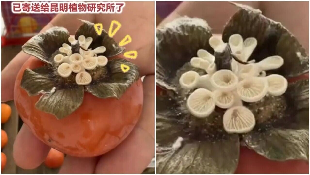 買柿驚見「好柿多蘑」神奇畫面，研究所搶當樣本。(微博)
