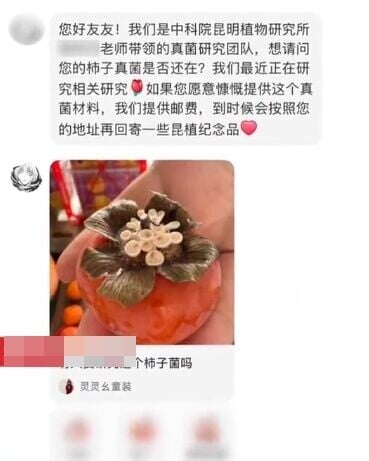 中國科學院昆明植物研究所科研人員主動私訊聯絡女子,希望取得這顆特殊柿子進行研究。(微博)