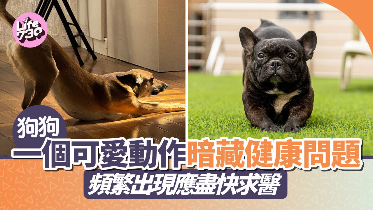 狗狗一個可愛動作暗藏健康問題！頻繁出現應盡快求醫
