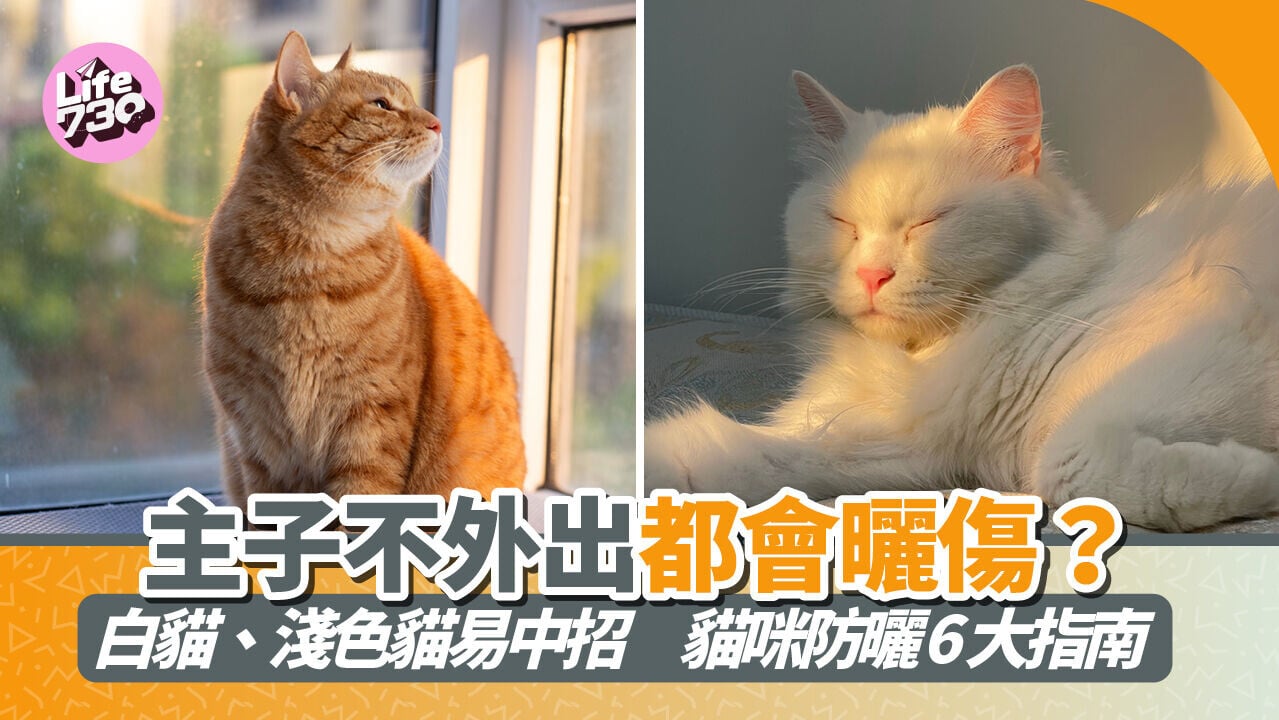 主子不外出都會曬傷？白貓、淺色貓易中招　貓咪防曬6大指南