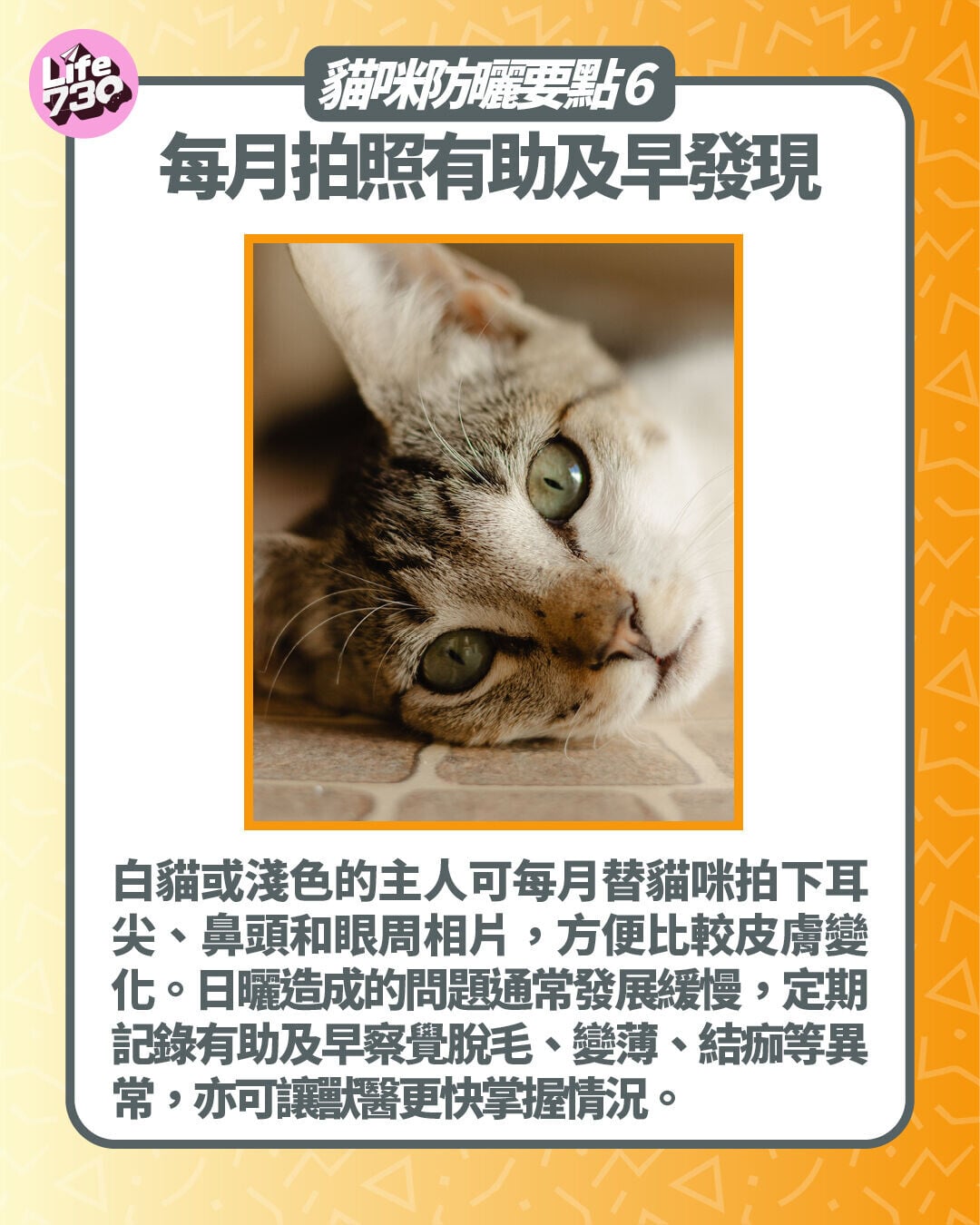 貓咪防曬要點6. 每月拍照有助及早發現