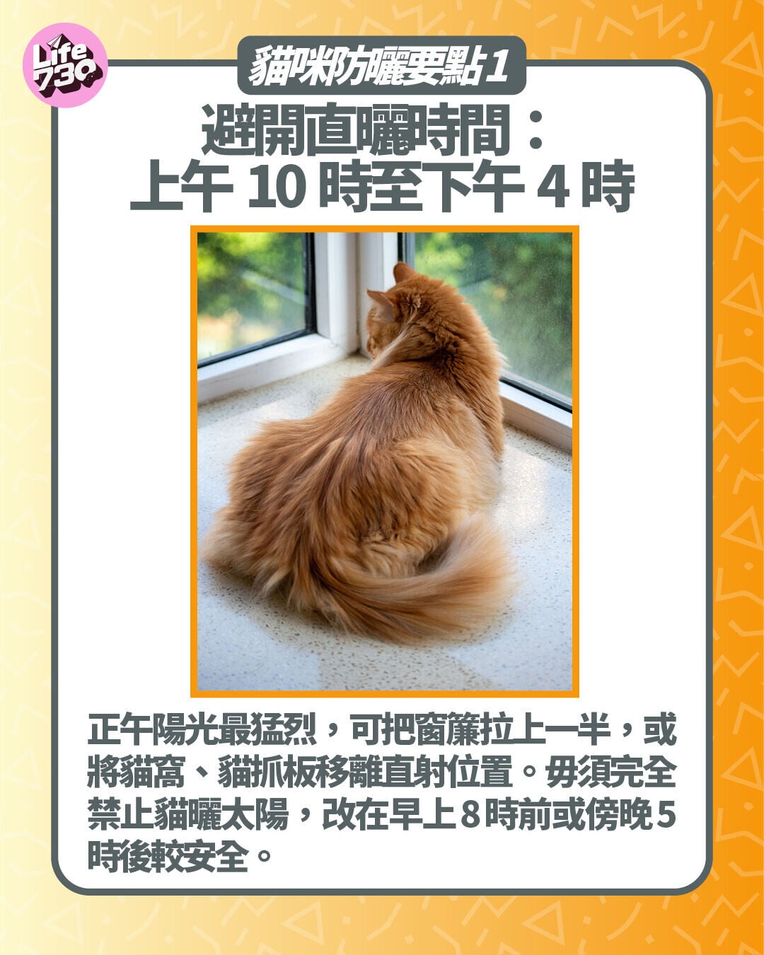 貓咪防曬要點1. 避開直曬時間:上午10時至下午4時