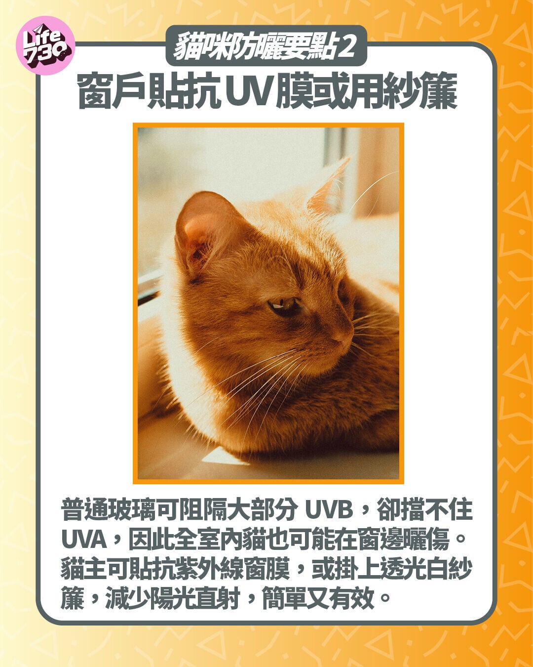 貓咪防曬要點2. 窗戶貼抗 UV 膜或用紗簾