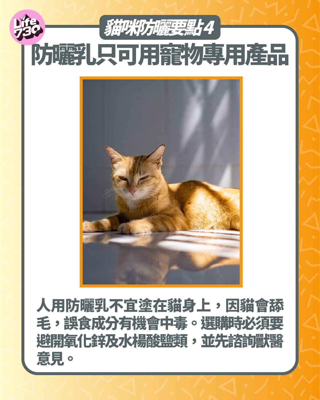 貓咪防曬要點4. 防曬乳只可用寵物專用產品