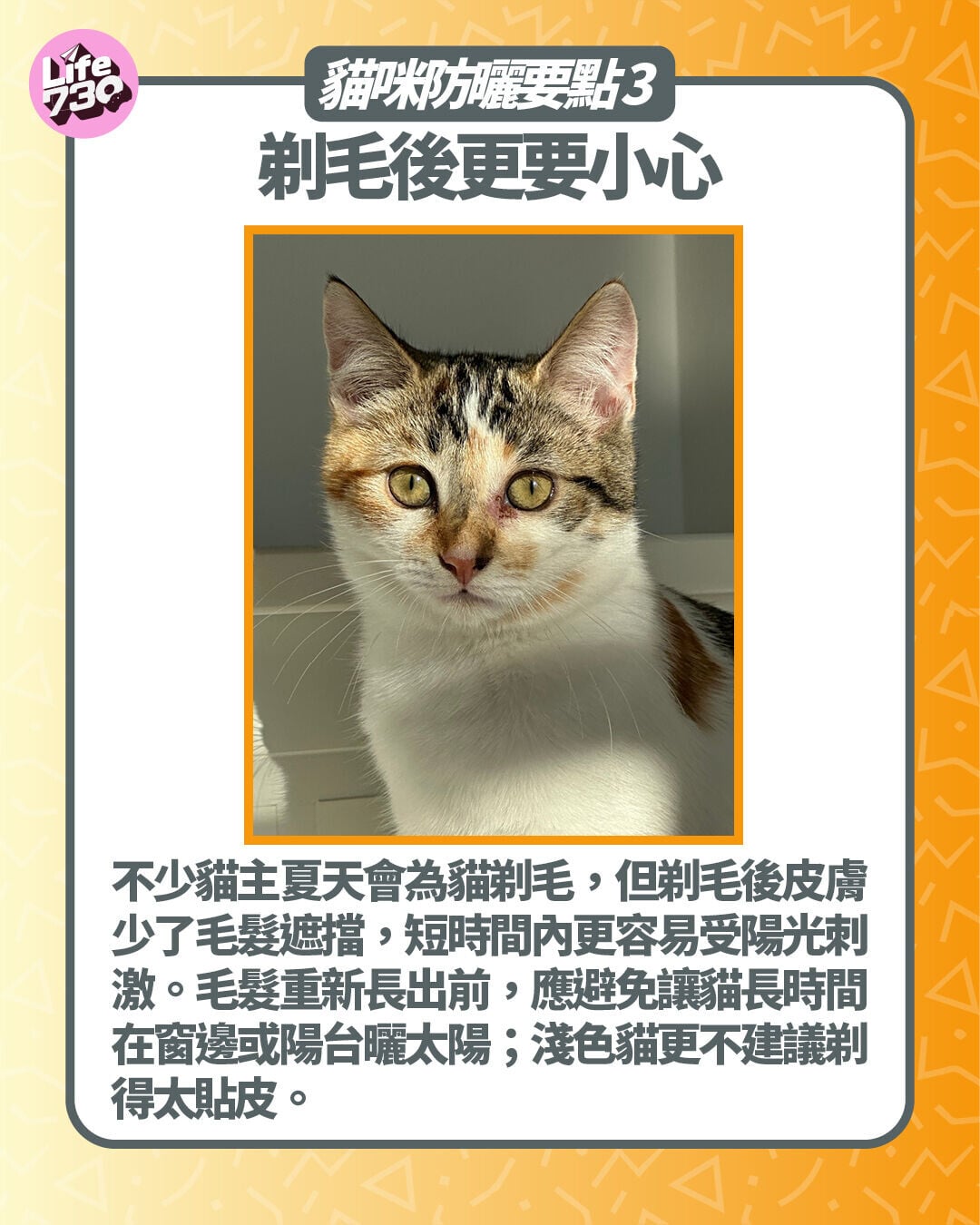 貓咪防曬要點3. 剃毛後更要小心