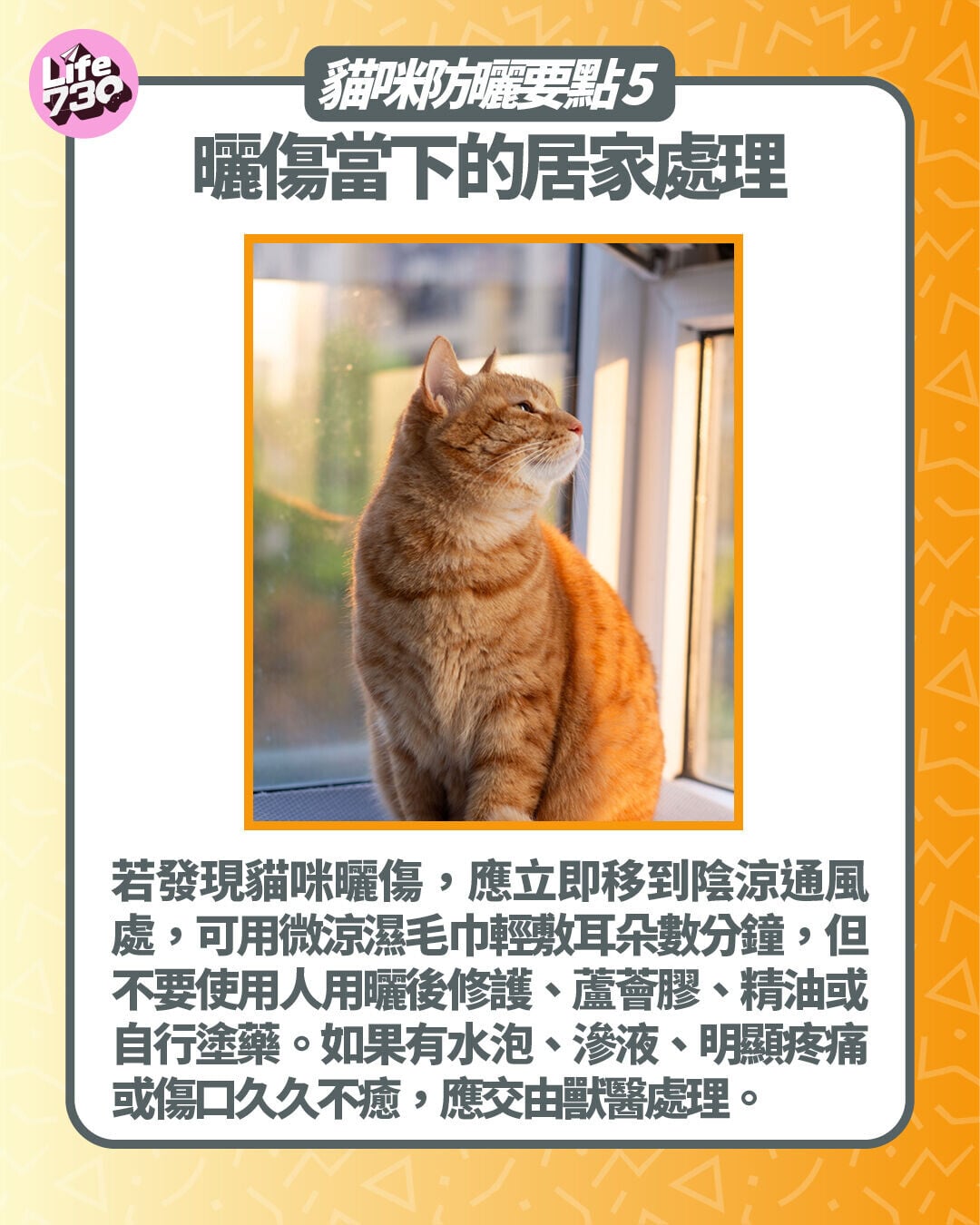 貓咪防曬要點5. 曬傷當下的居家處理