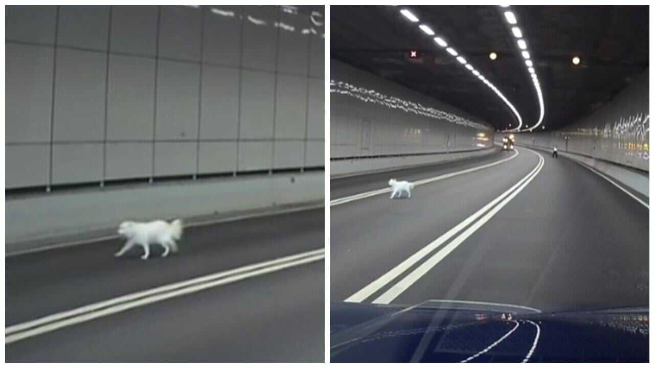 車Cam直擊，北角傭工放狗疑甩繩，狗狗一度闖中環灣仔道受傷獲救。(FB/車cam L（香港群組）)