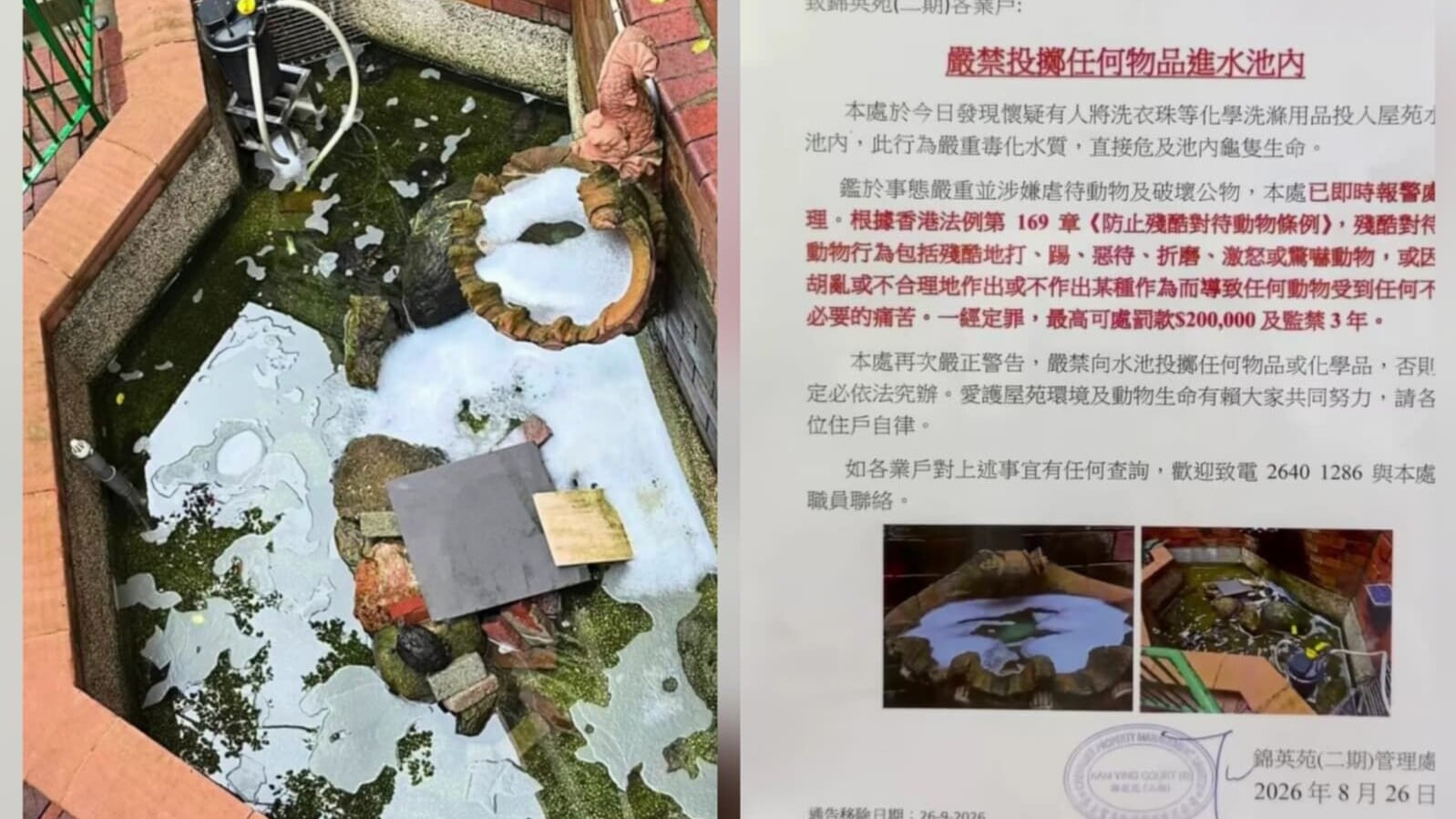 馬鞍山錦英苑水池遭投洗衣球　1魚亡逾30龜灼傷　42歲男被捕