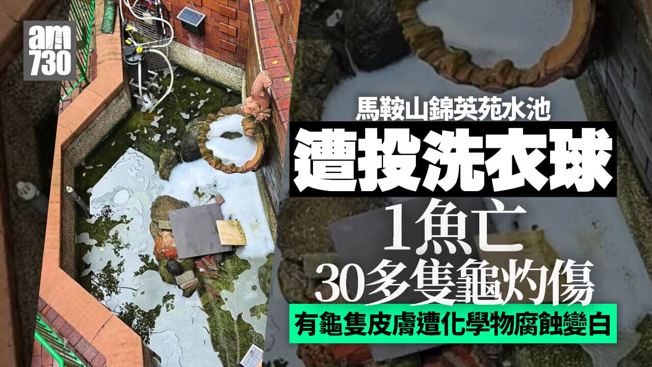 馬鞍山錦英苑水池遭投洗衣球　1魚亡逾30龜灼傷　42歲男被捕