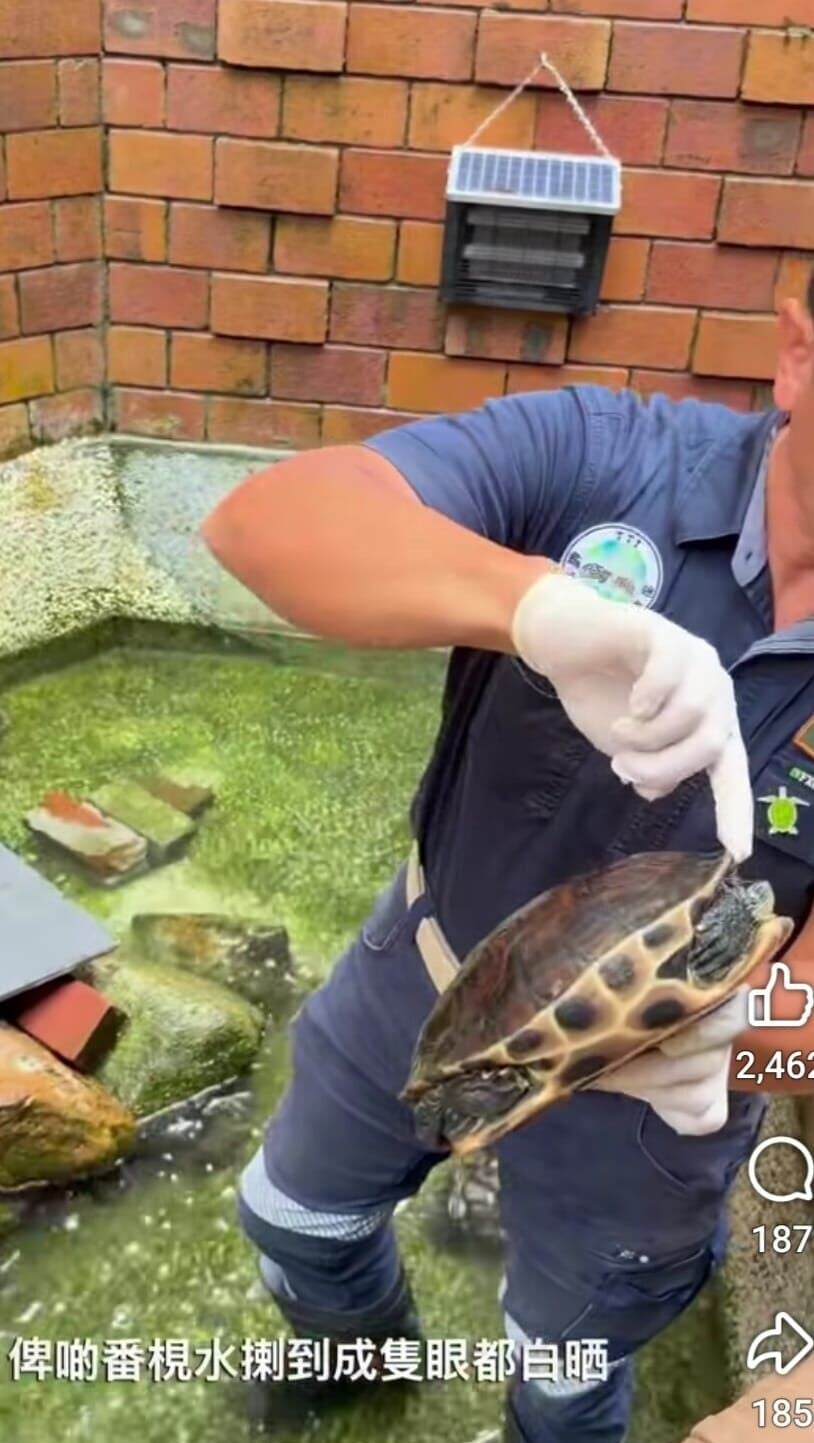 馬鞍山錦英苑水池遭投洗衣球,1魚亡逾30龜灼傷,42歲男被捕。(龜途 The Turtle's Inn)