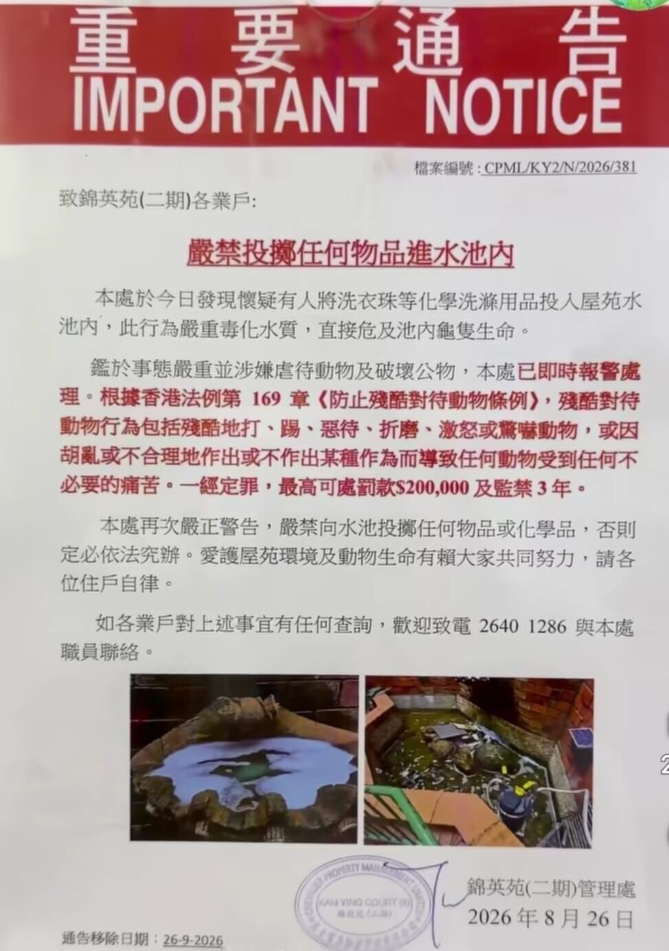 馬鞍山錦英苑水池遭投洗衣球,1魚亡逾30龜灼傷,42歲男被捕。(龜途 The Turtle's Inn)