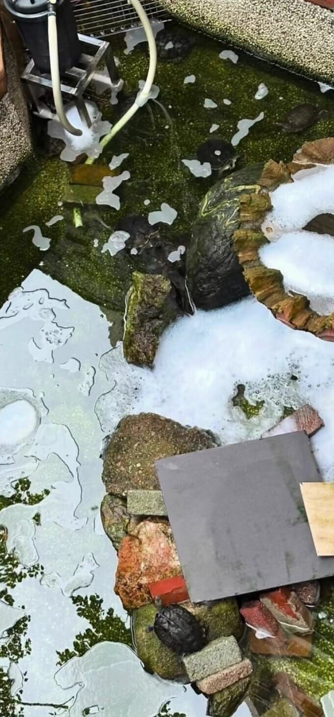 馬鞍山錦英苑水池遭投洗衣球,1魚亡逾30龜灼傷,42歲男被捕。(龜途 The Turtle's Inn)