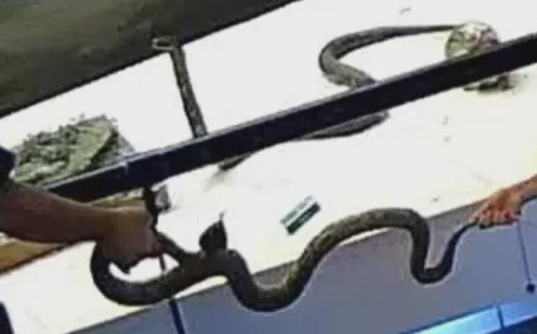 閉路電視拍下一名家長涉嫌拿起北京國家動物博物館珍貴蛇類標本，最終被兩兒童破壞。（網易）