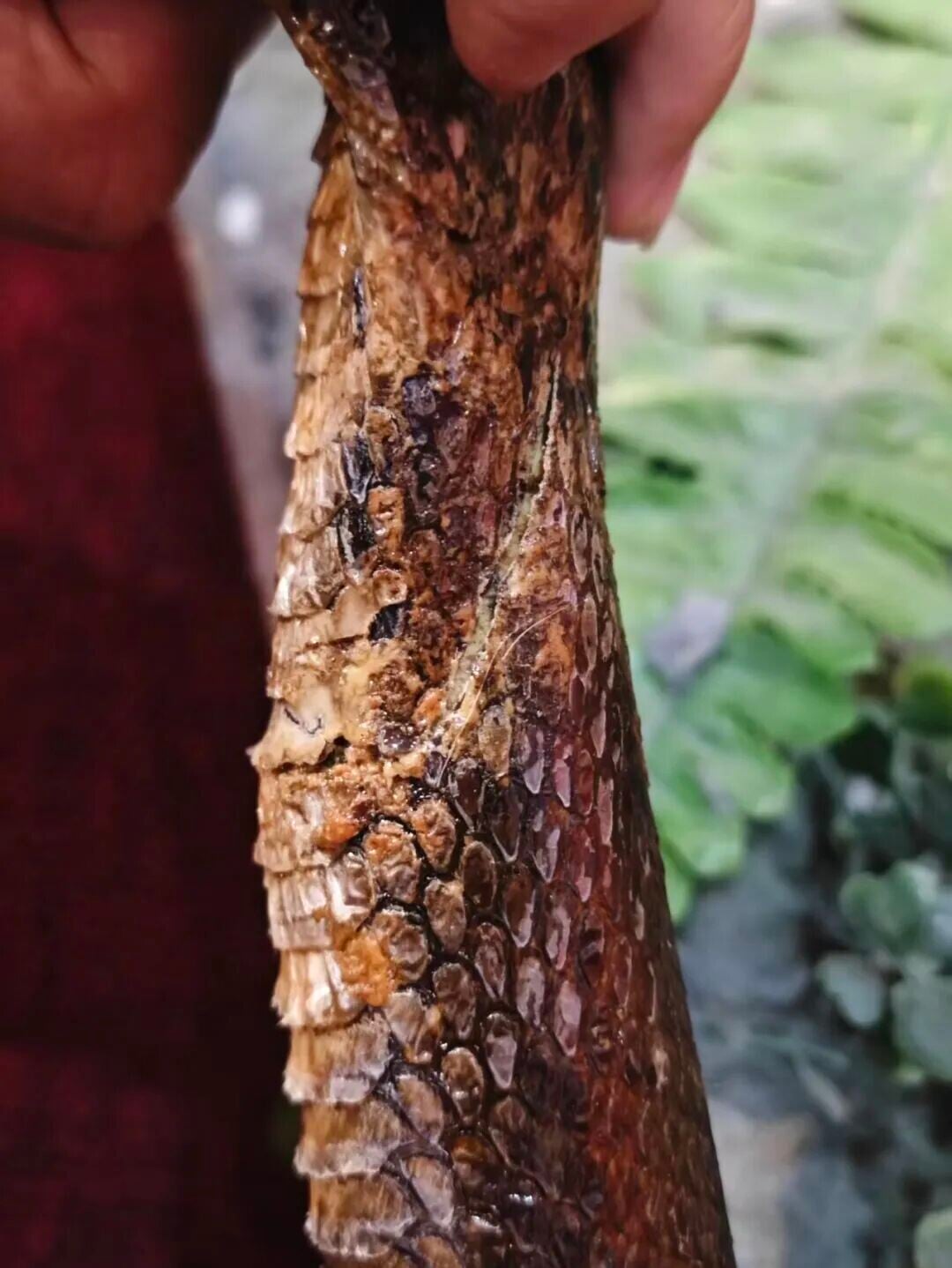 涉事標本腹部兩處出現裂痕