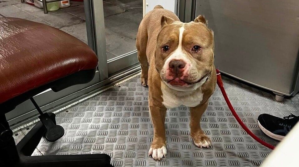 漁護署在赤柱帶走一隻狗，稱懷疑屬格鬥犬。(FB赤柱街坊八1八圖片)