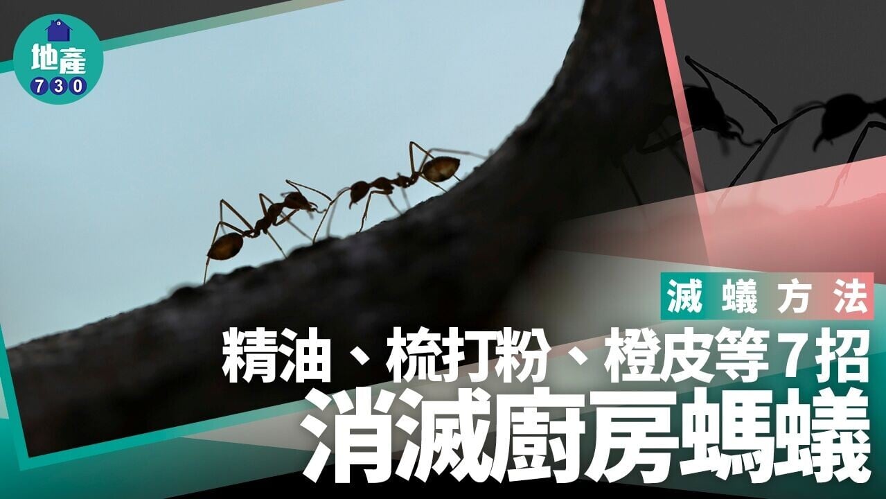 驅蟻方法｜精油、梳打粉、橙皮等7招消滅廚房螞蟻