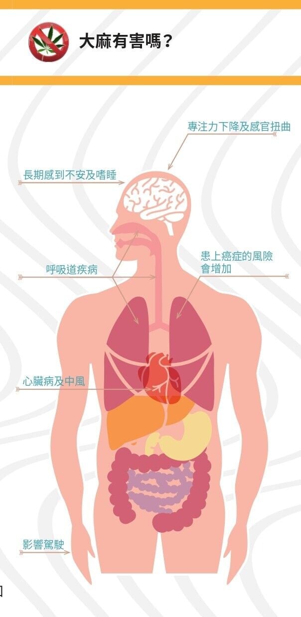 毒品大麻|大麻有害嗎?(禁毒處)