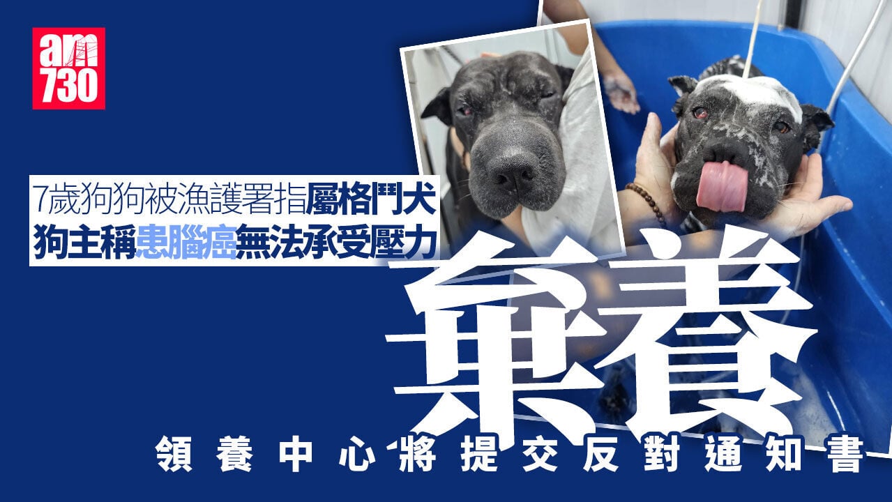 漁護署指7歲沙皮混種狗是格鬥犬　狗主稱患腦癌無法承受壓力棄養