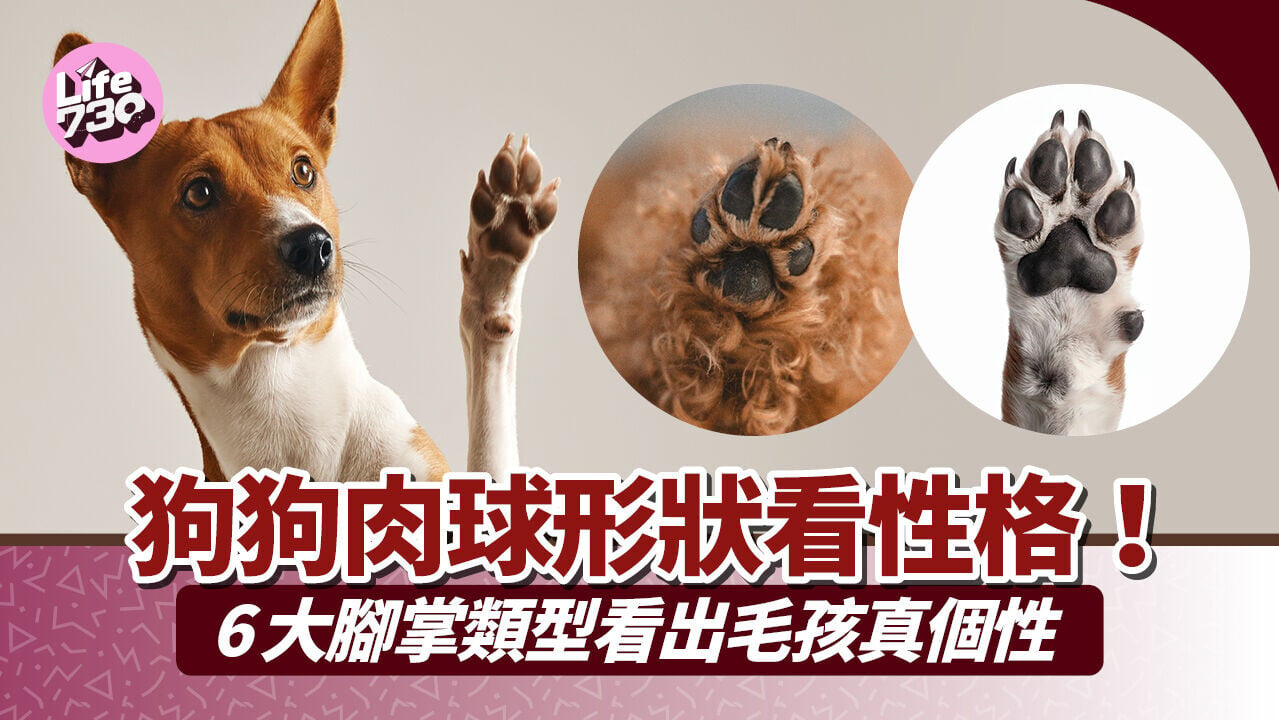 狗狗肉球形狀看性格！6大腳掌類型看出毛孩真個性