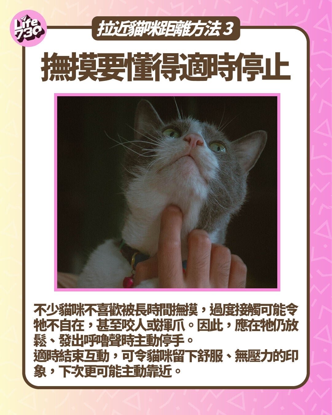 拉近貓咪距離方法3. 撫摸要懂得適時停止