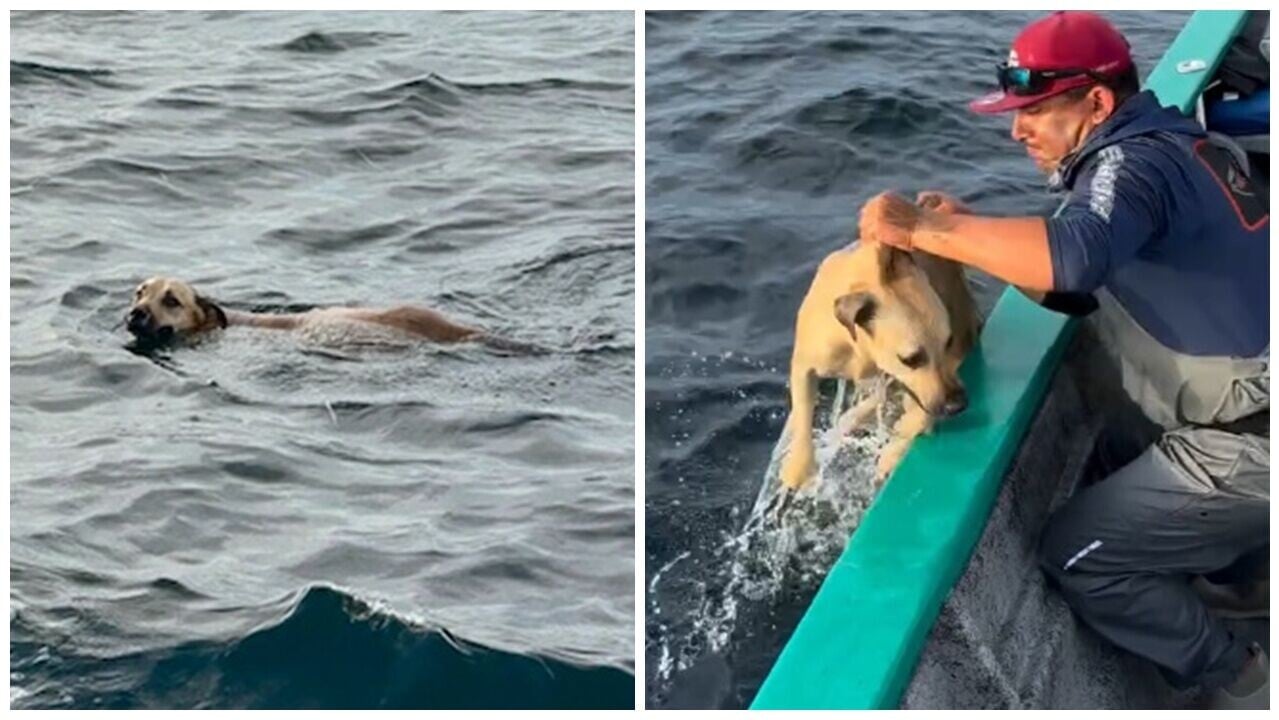 海中狗狗載沉載浮被救起，漁夫爆漁獲驚呼接到「幸運星」。(IG)