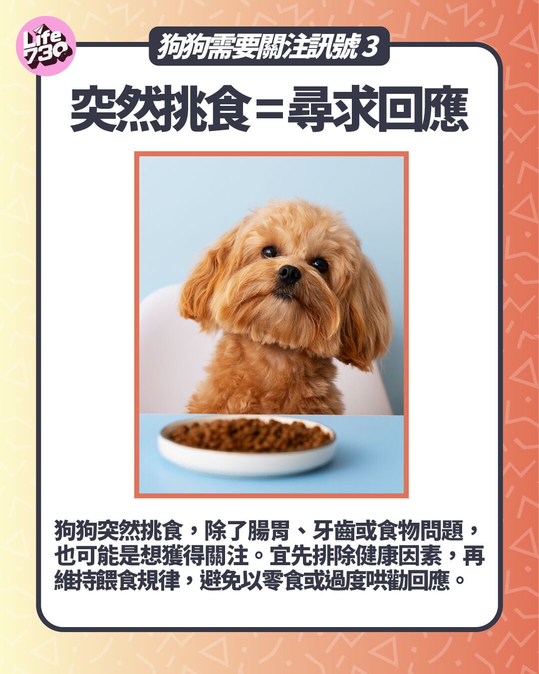 狗狗需要關注訊號3. 突然挑食 = 尋求回應