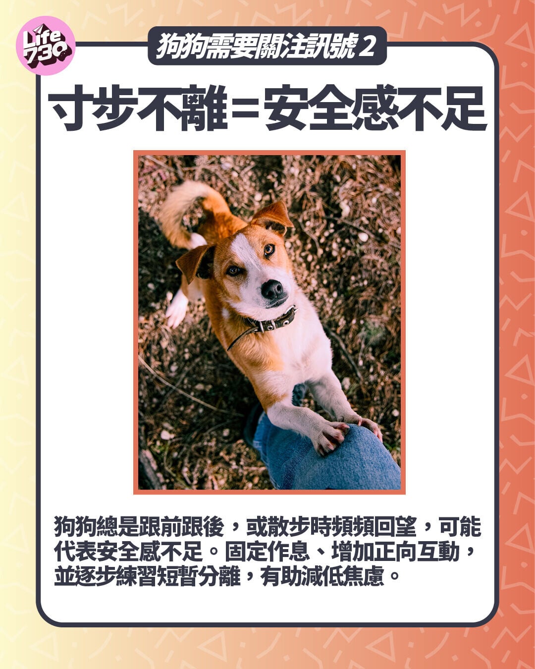 狗狗需要關注訊號2. 寸步不離 = 安全感不足