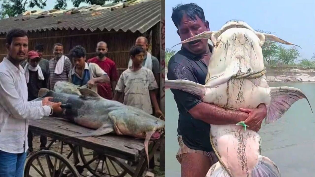 西藏尼泊爾泥石流｜大量巨魚沖入印度北部 有人食用後不適
