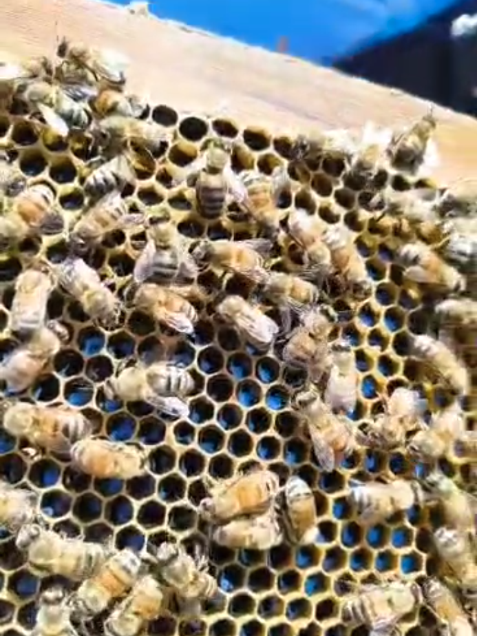 Bee